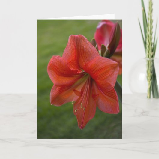 Carte Amaryllis (Devant)
