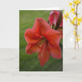 Carte Amaryllis (Fleur jaune)