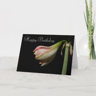 Carte Amaryllis 53