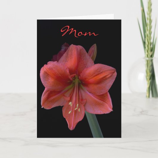 Carte Amaryllis le jour noir de mère (Devant)