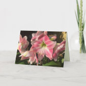 Carte Amaryllis rose (Dos)
