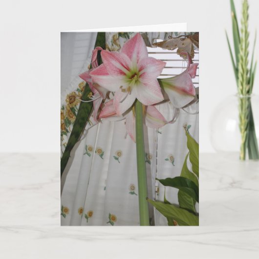 Carte Amaryllis rose, Pensée pour toi (Devant)