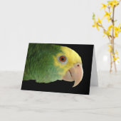Carte Amazon Double Yellowhead (Fleur jaune)