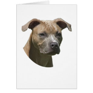 Carte américaine de Terrier (APBT) de pitbull