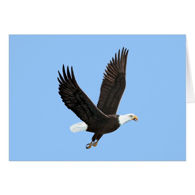 Carte American Bald Eagle (Devant horizontal)