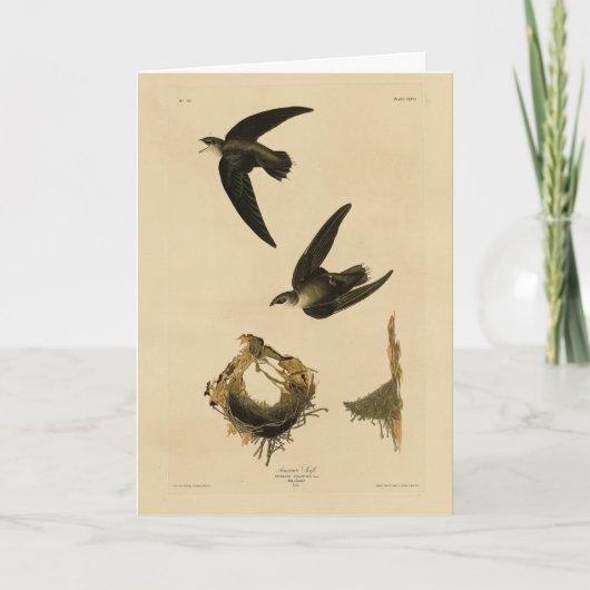 Carte American (Chimney) Swift Audubon, Birds of America (Devant)