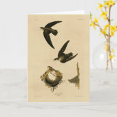 Carte American (Chimney) Swift Audubon, Birds of America (Fleur jaune)