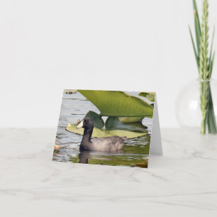 Carte American Coot Photo Folded Note Card