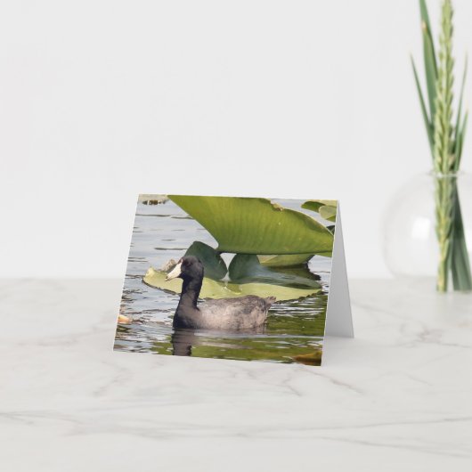 Carte American Coot Photo Folded Note Card (Devant)