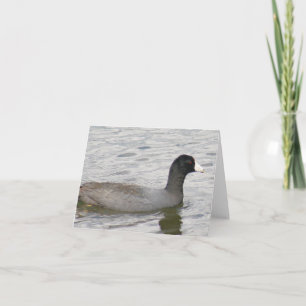 Carte American Coot Photo Folded Note Card