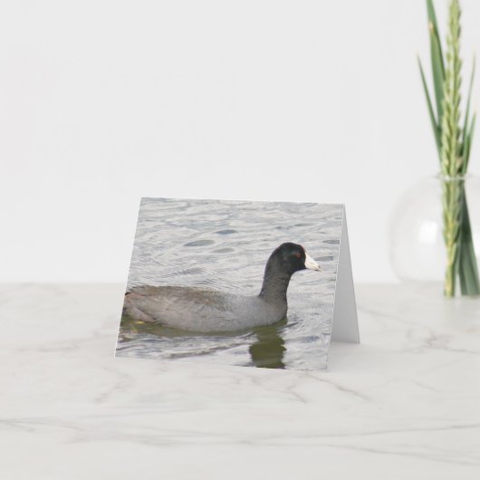 Carte American Coot Photo Folded Note Card (Devant)
