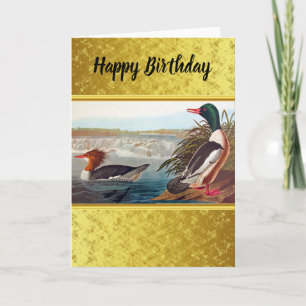 Carte American mallard ducks in a lake swimming
