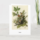 Carte American Robin from Audubon's Birds of America (Dos)