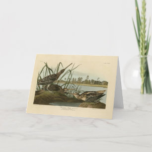 Carte American Snipe (Wilson) Audubon's Birds of America