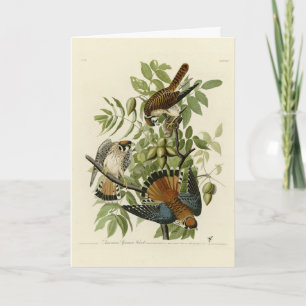 Carte American Sparrow Hawk - Audubon's Birds of America