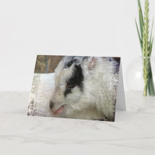 Carte Amigo la chèvre (Devant)