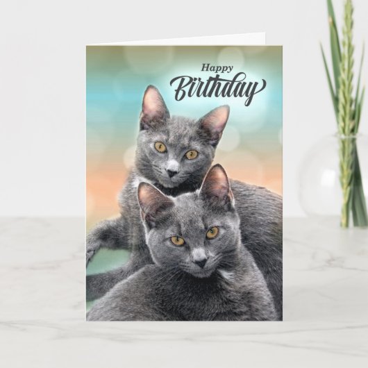 Carte Amis Anniversaire Gris Chats pour l'Amoureux des c (Devant)