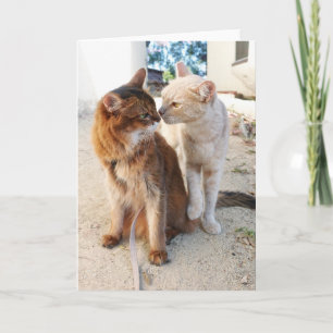 Carte Amis Chats - Romance pour les amoureux de chats mi