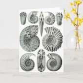 Carte Ammonites (Fleur jaune)