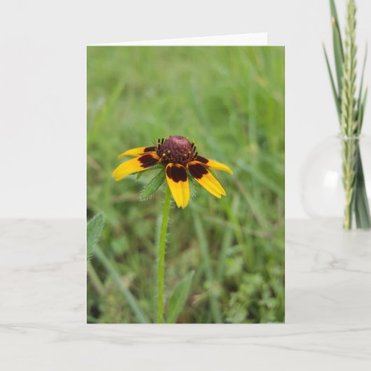 Carte Among the Wildflowers Notecards (Devant)