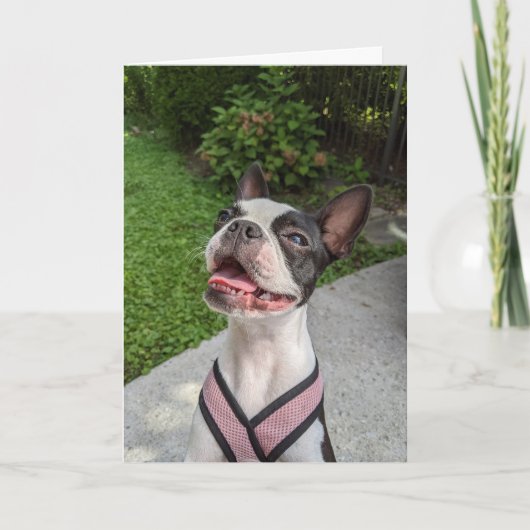 Carte Amour de Boston Terrier (Devant)