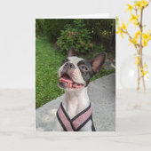 Carte Amour de Boston Terrier (Fleur jaune)