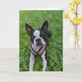 Carte Amour de Boston Terrier (Fleur jaune)