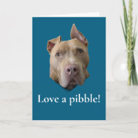Amour de Pit Bull pour un Pibble