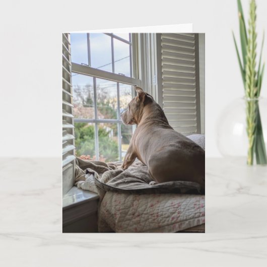 Carte Amour de Pit Bull Vous Manque (Devant)