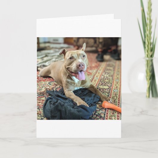 Carte Amour de Pitbull (Devant)