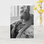 Carte Amour de pitbull (Fleur jaune)
