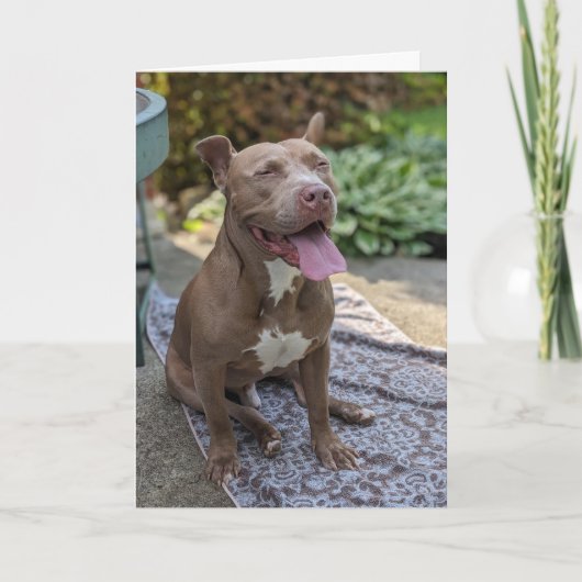 Carte Amour de Pitbull (Devant)