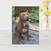 Carte Amour de Pitbull (Fleur jaune)