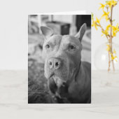 Carte Amour de Pitbull (Fleur jaune)