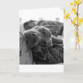 Carte Amour de Pitbull (Fleur jaune)
