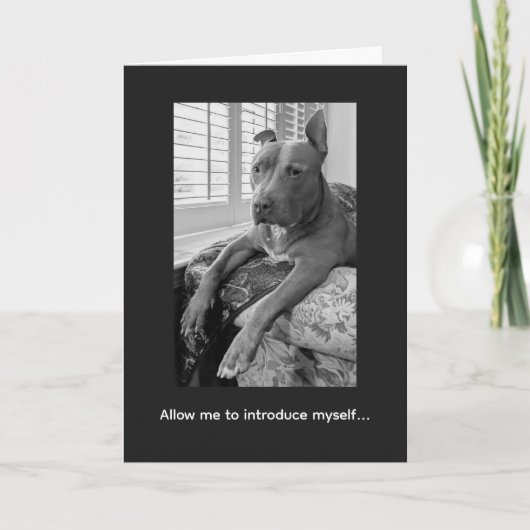 Carte Amour de Pitbull McLovin (Devant)