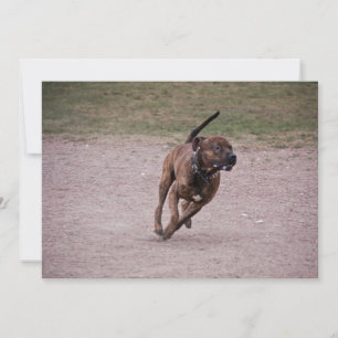 Carte Amstaff en cours