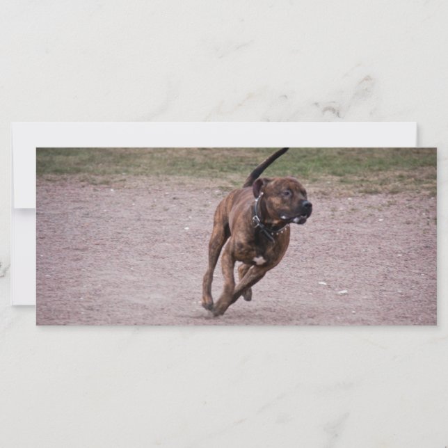 Carte Amstaff en cours (Devant)