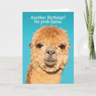 Carte Amusant Pas De Problème Llama Anniversaire Sagesse