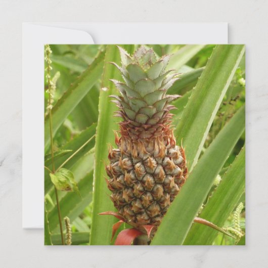 Carte Ananas sauvage Fruit tropical dans la nature (Devant)