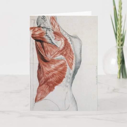 Carte Anatomie humaine; Muscles du Torse et de l'épaule (Devant)