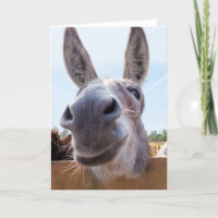 Âne souriant avec Grin Silly