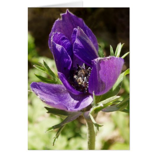 Carte Anemone (Devant)