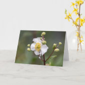 Carte Anémone de l'arbre (Fleur jaune)