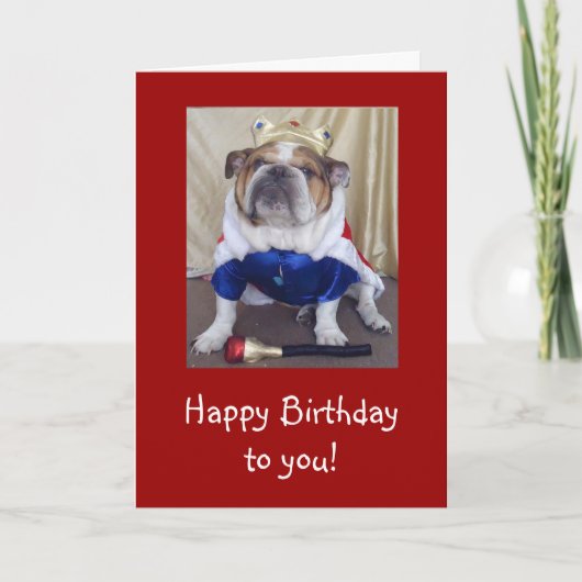 Carte Anglais Bulldog Birthday Card, Pourcentage (Devant)