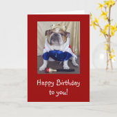 Carte Anglais Bulldog Birthday Card, Pourcentage (Fleur jaune)