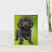 Carte Anglais Cocker Spaniel (Devant)