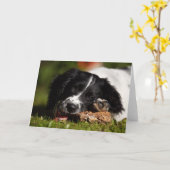Carte Anglais Springer Spaniel (Fleur jaune)
