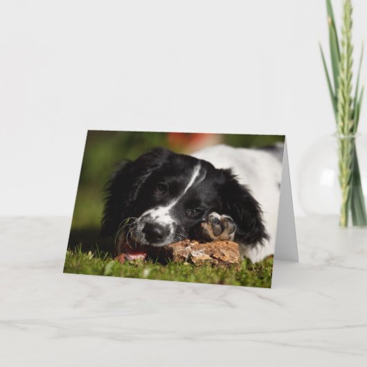 Carte Anglais Springer Spaniel (Devant)