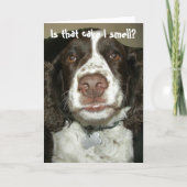 Carte Anglais Springer Spaniel Chien drôle Anniversaire (Devant)